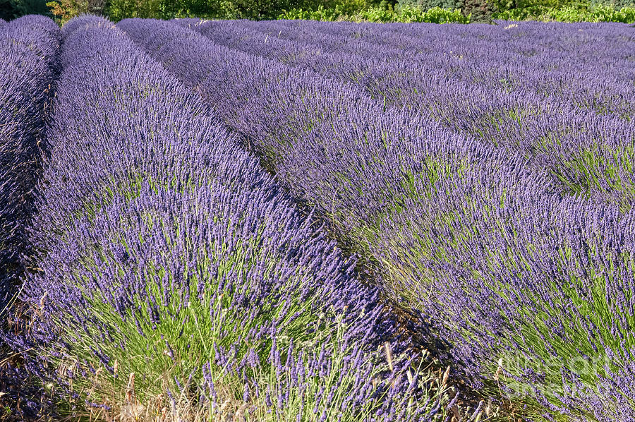 Provence Lavender One Photograph by Bob Phillips