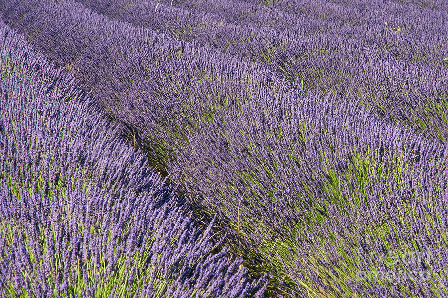 Provence Lavender Two Photograph by Bob Phillips