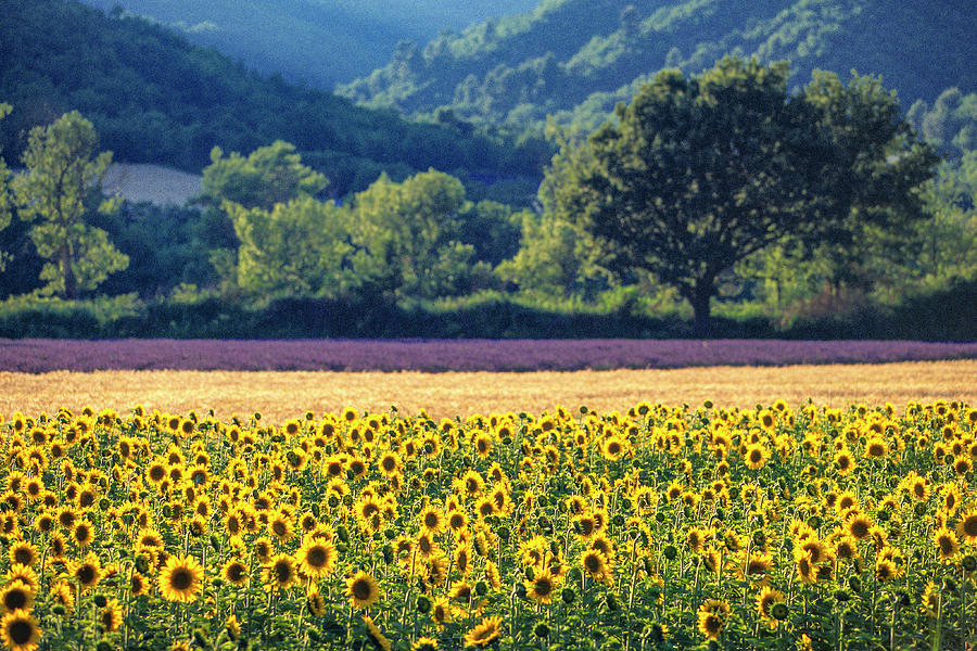 Provence Sunflowers and Lavender Photograph by Kim Lessel