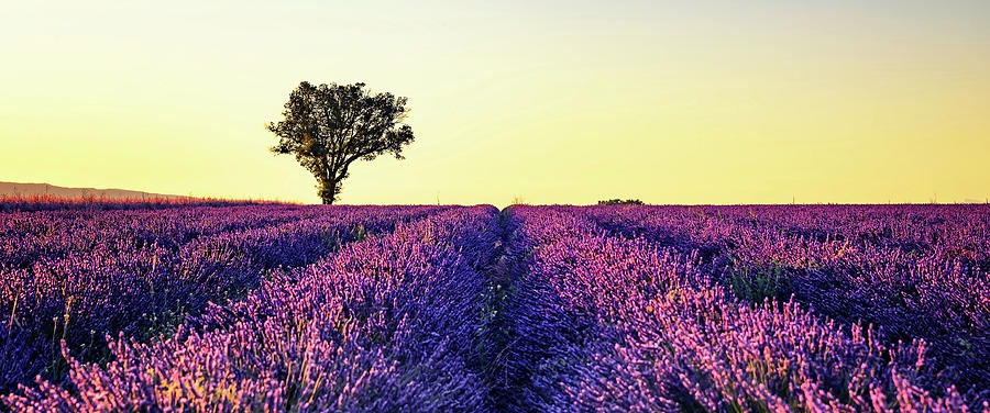 Summer Photograph - Provence Sunset by Manjik Pictures