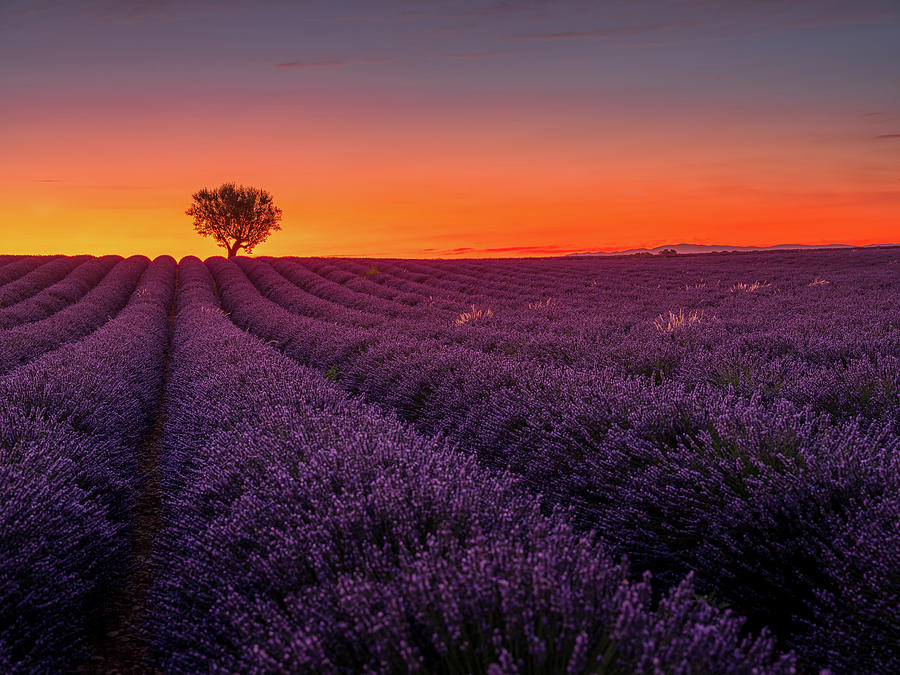 Flower Photograph - Provence Sunset by Serge Ramelli