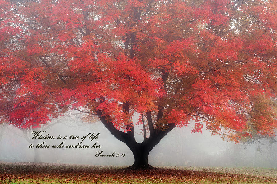 Proverbs 3 18 Scripture and Picture Photograph by Ken Smith