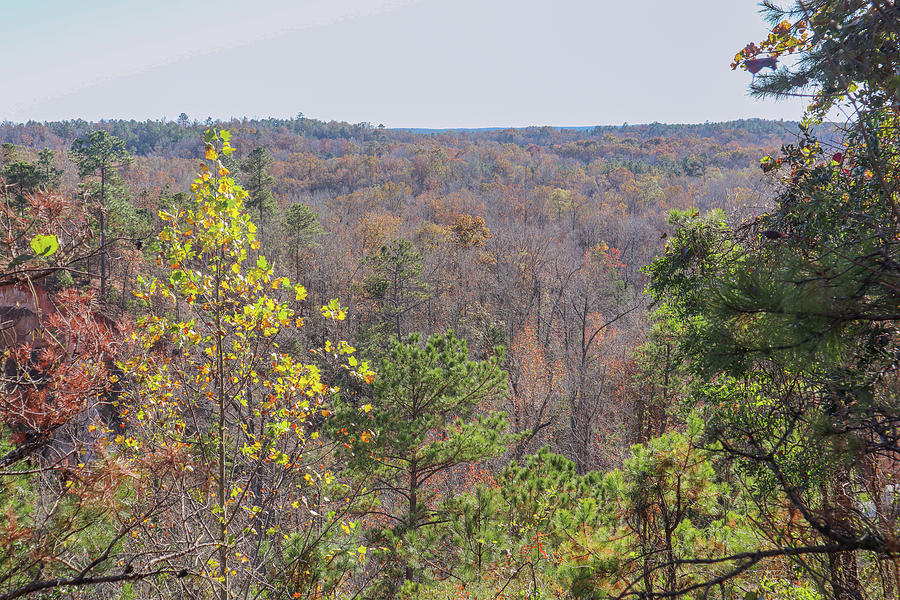 Providence Canyon Forests Photograph by Ed Williams