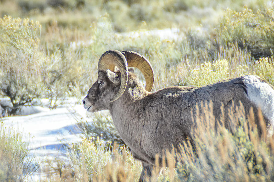 prowling Bighorn Photograph by Ed Stokes