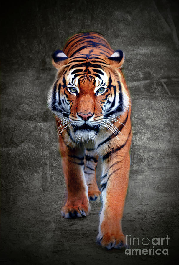 Prowling Tiger Digital Art