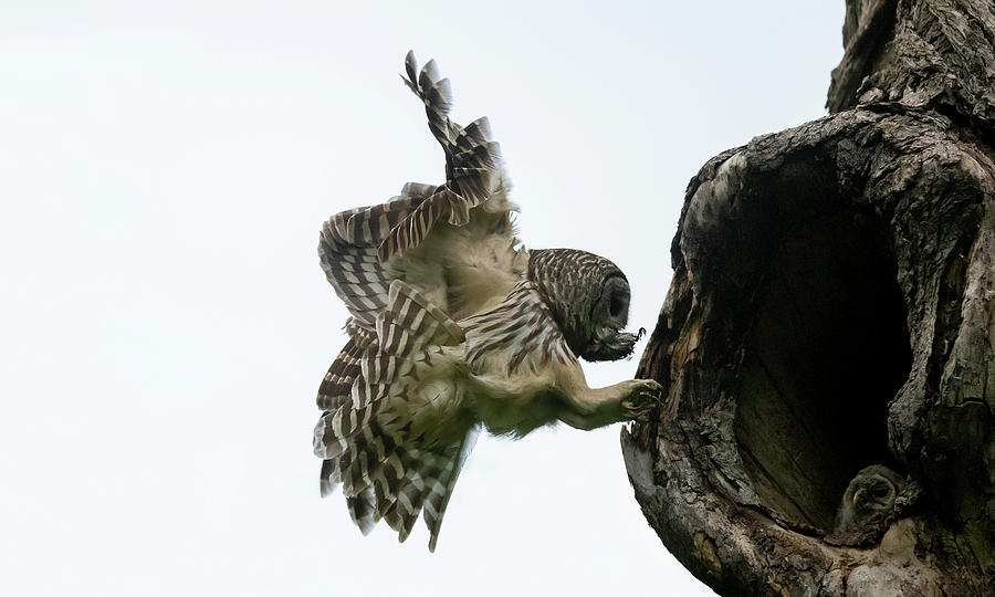 Mama Barred owl rushing in to feed its babies Photograph by Puttaswamy Ravishankar