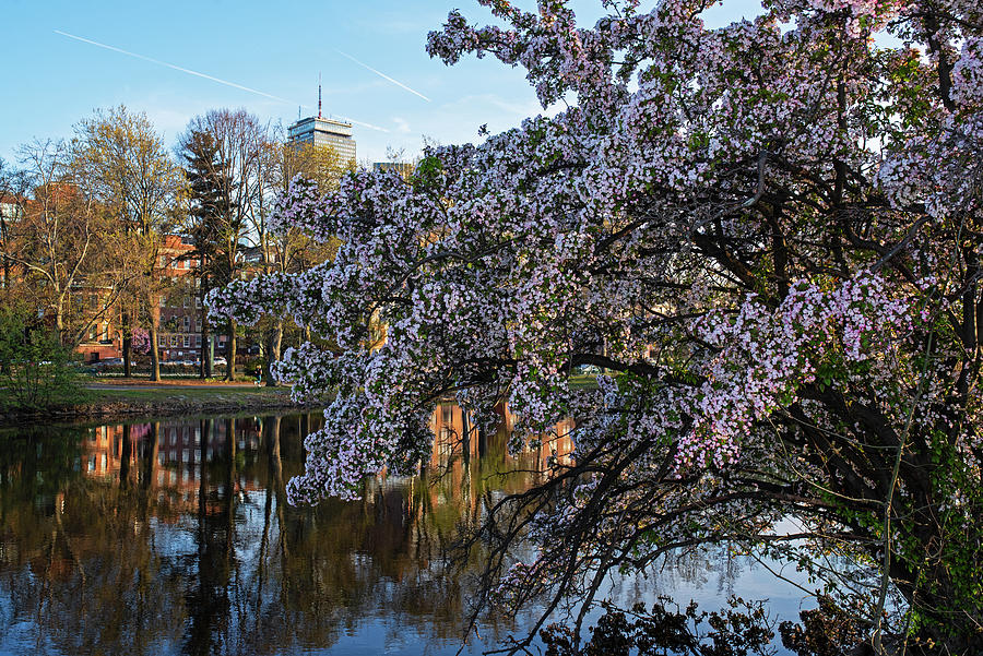 Prudential Center over a beautiful spring tree on the Charles River Boston Massachusetts Photograph by Toby McGuire