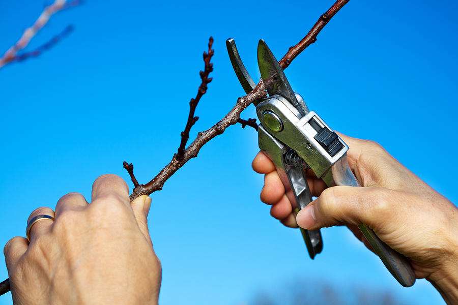 Pruning a Fruit Tree Photograph by Slobo