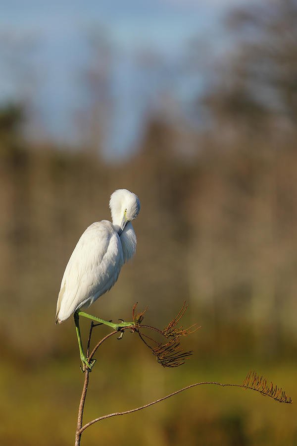 Pruning Great Egret Photograph