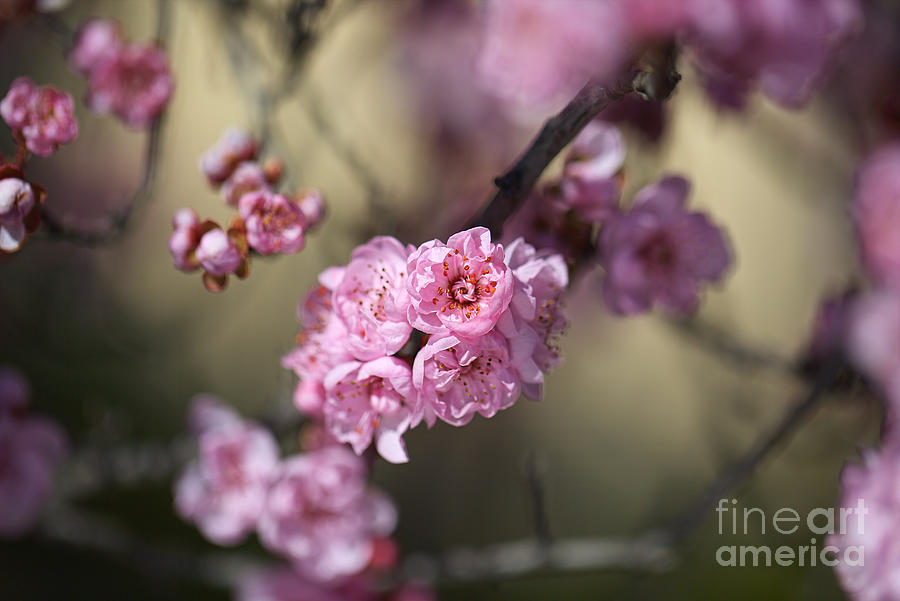 Prunus Blossom Dreams Pink Photograph by Joy Watson