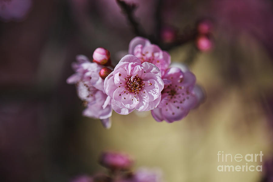 Prunus Blossom Pink Faces Photograph by Joy Watson
