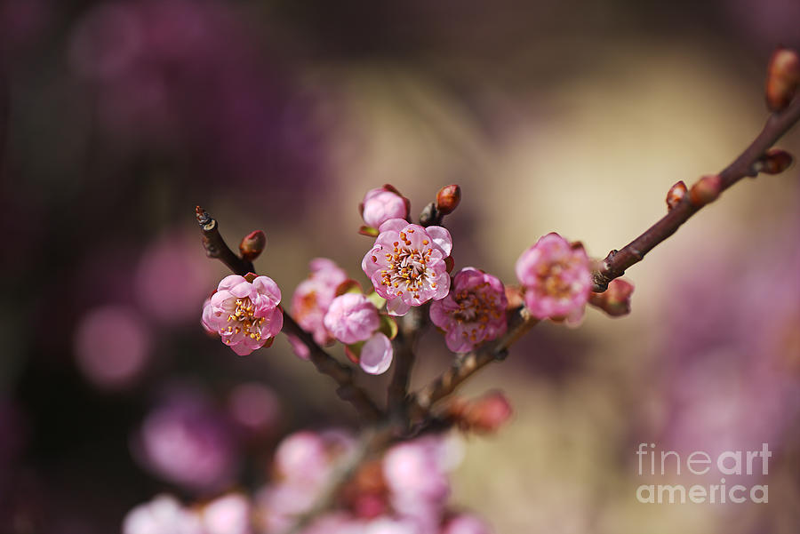 Prunus Blossom Pinks  Photograph by Joy Watson