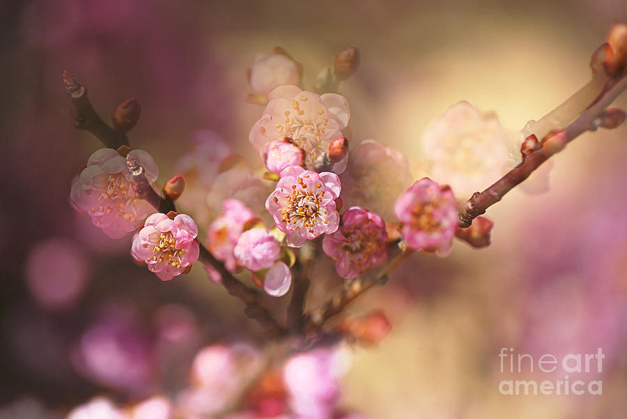 Prunus Blossoms Doubles Digital Art by Joy Watson