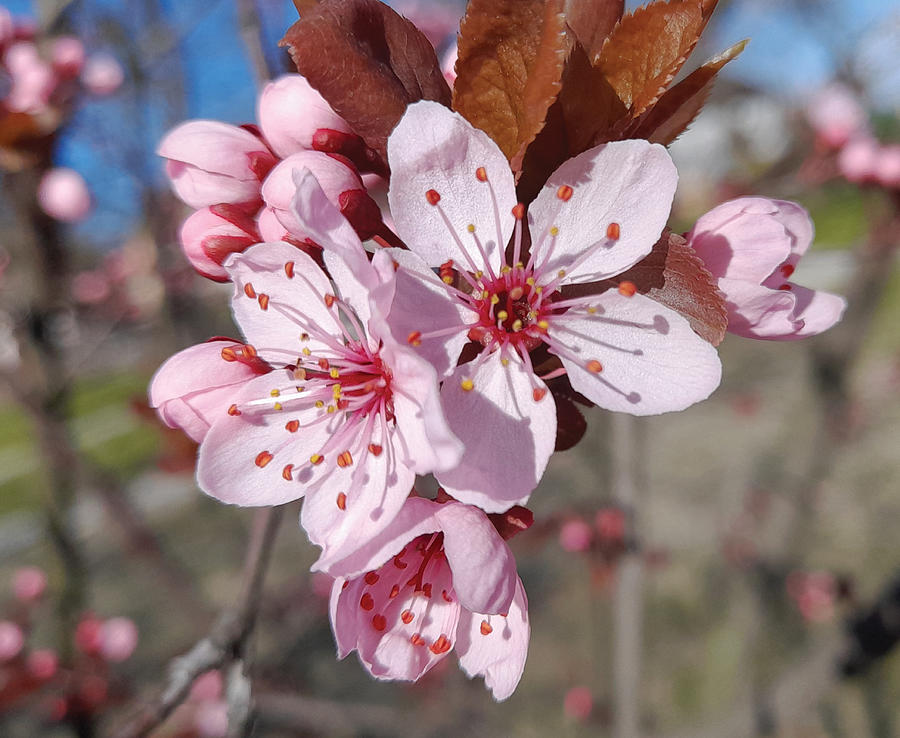 Prunus cerasifera No 2 Photograph by Peter Antos - Fine Art America