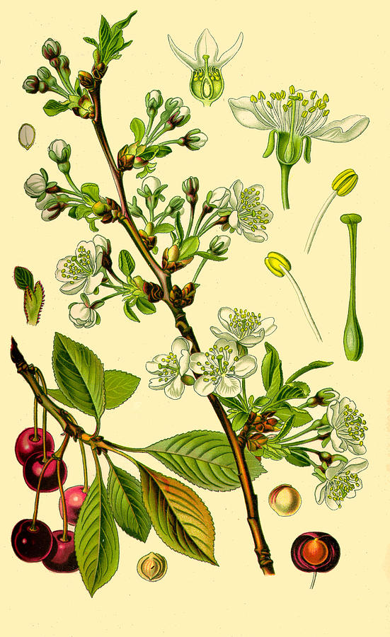 Prunus cerasus Drawing by Otto Wilhelm Thome