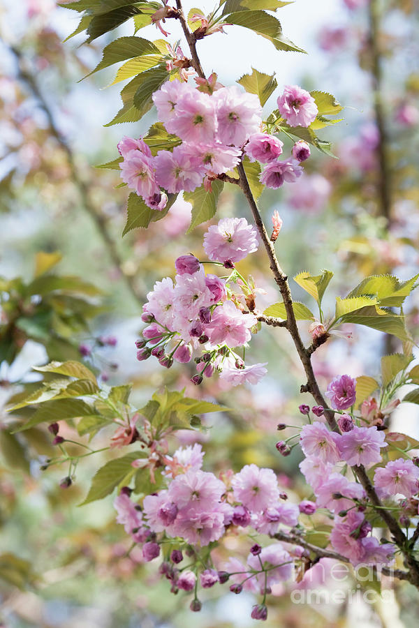 Prunus 'Fugenzo' Photograph by Clare Gainey