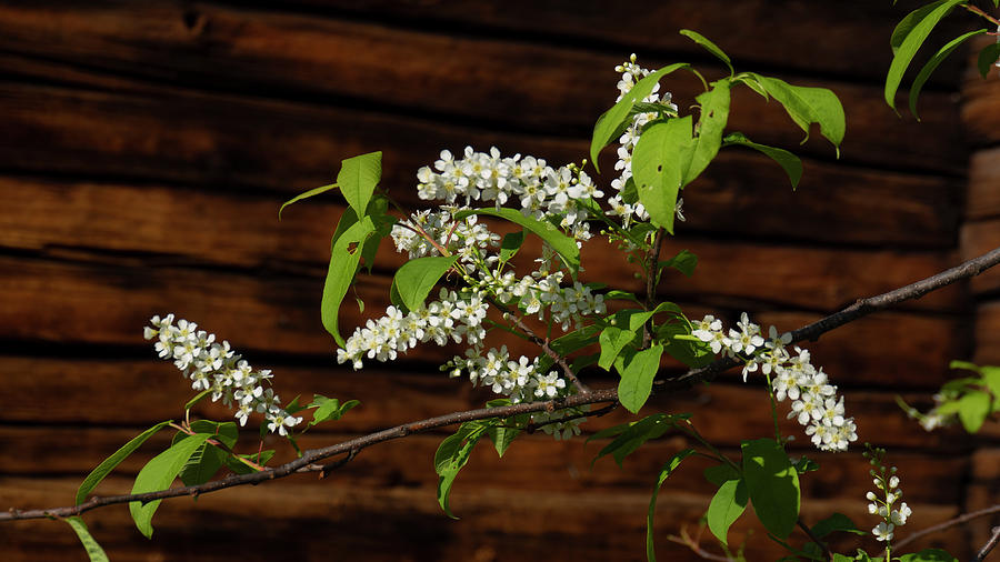 Prunus Padus On Wooden Background Photograph