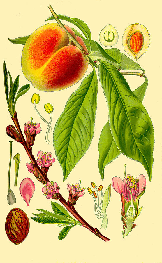 Prunus persica Drawing by Otto Wilhelm Thome