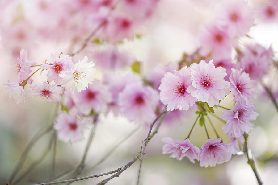 Prunus Pink Ballerina spring blossom Photograph by Jacky Parker Photography