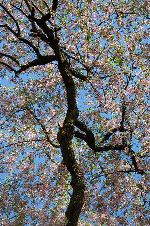 Prunus subhirtella Miq. Photograph by Stephen Russell Shilling