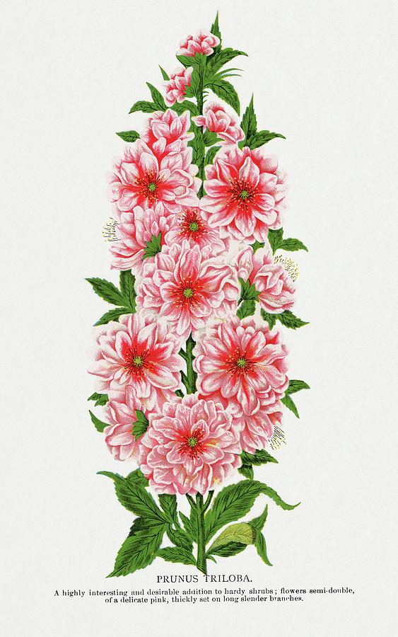 Prunus Triloba flower lithograph from Botanical Specimen published by Rochester Lithographing and Pr Painting by MotionAge Designs