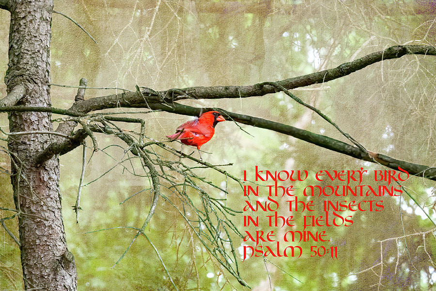 Psalms With Red Cardinal in Tree Photograph by Paul Giglia