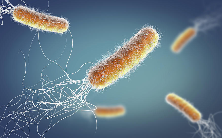Pseudomonas aeruginosa bacteria, illustration Photograph by Christoph Burgstedt/science Photo Library