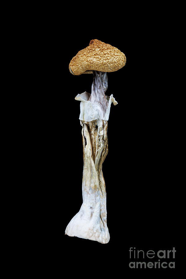 Psilocybin mushroom Photograph by Mindhive Visuals - Fine Art America