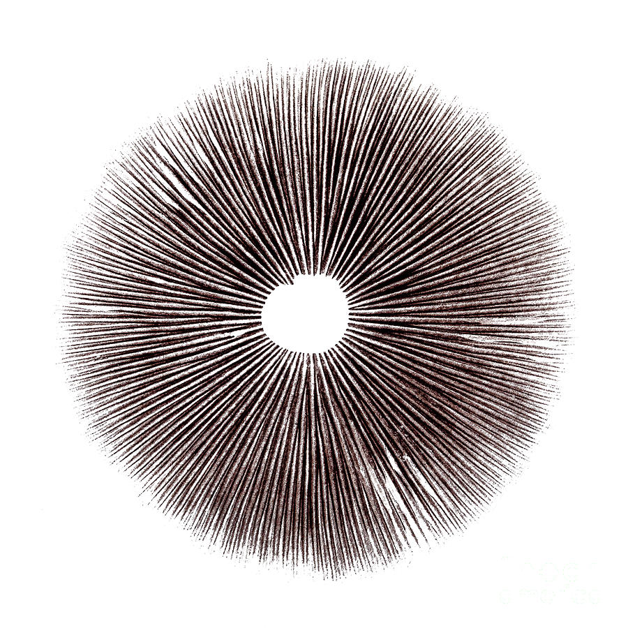 https://images.fineartamerica.com/images/artworkimages/mediumlarge/3/psilocybin-mushroom-spore-print-mindhive.jpg