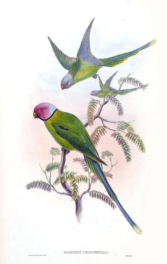 Psittacula cyanocephala Drawing by Henry Constantine Richter