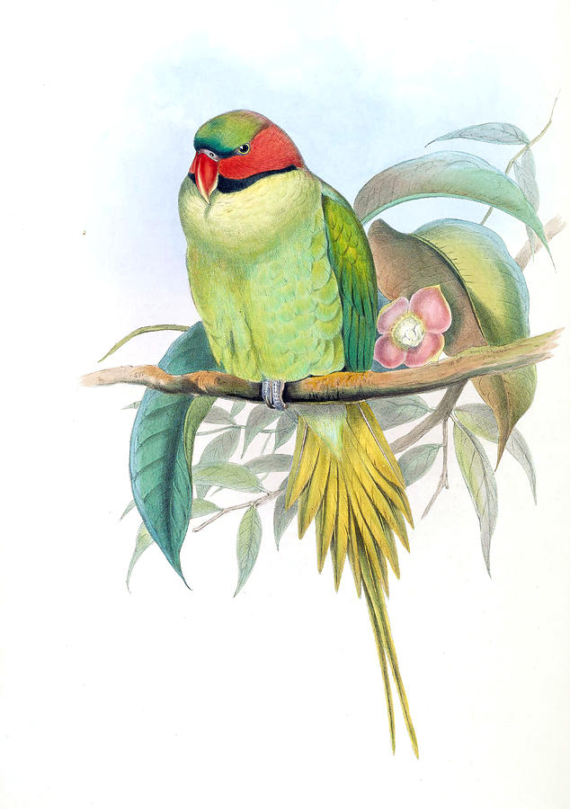 Psittacula longicauda Drawing by Henry Constantine Richter