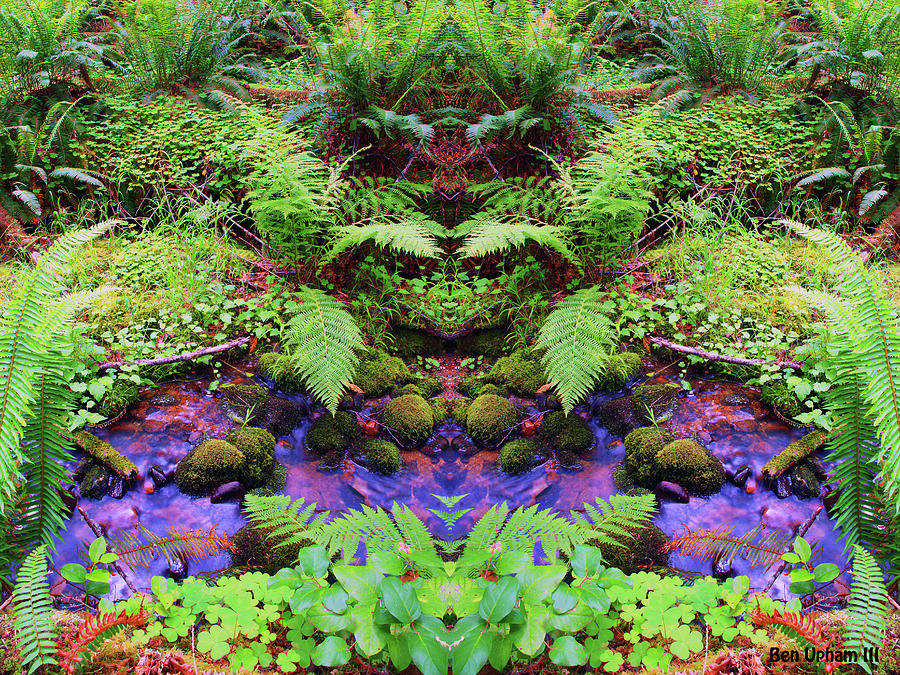 Psychedelic Fernland #1 with Extra Color Saturation Photograph by Ben Upham III