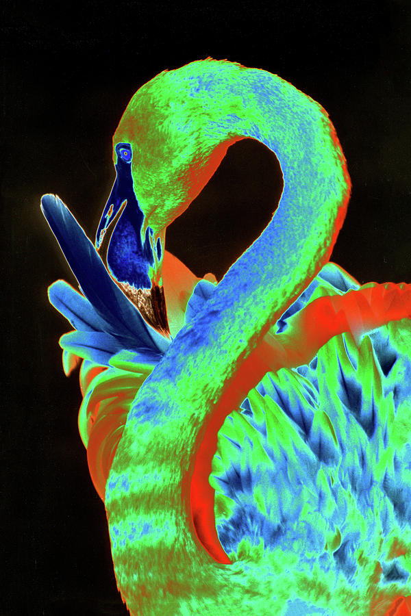 Psychedelic Flamingo 18A Photograph by Sally Fuller Psychedelic Flamingo 18A Photograph by Sally Fuller