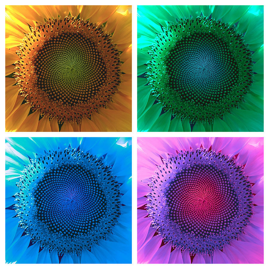 Psychedelic Sunflowers Photograph by Richard Reeve