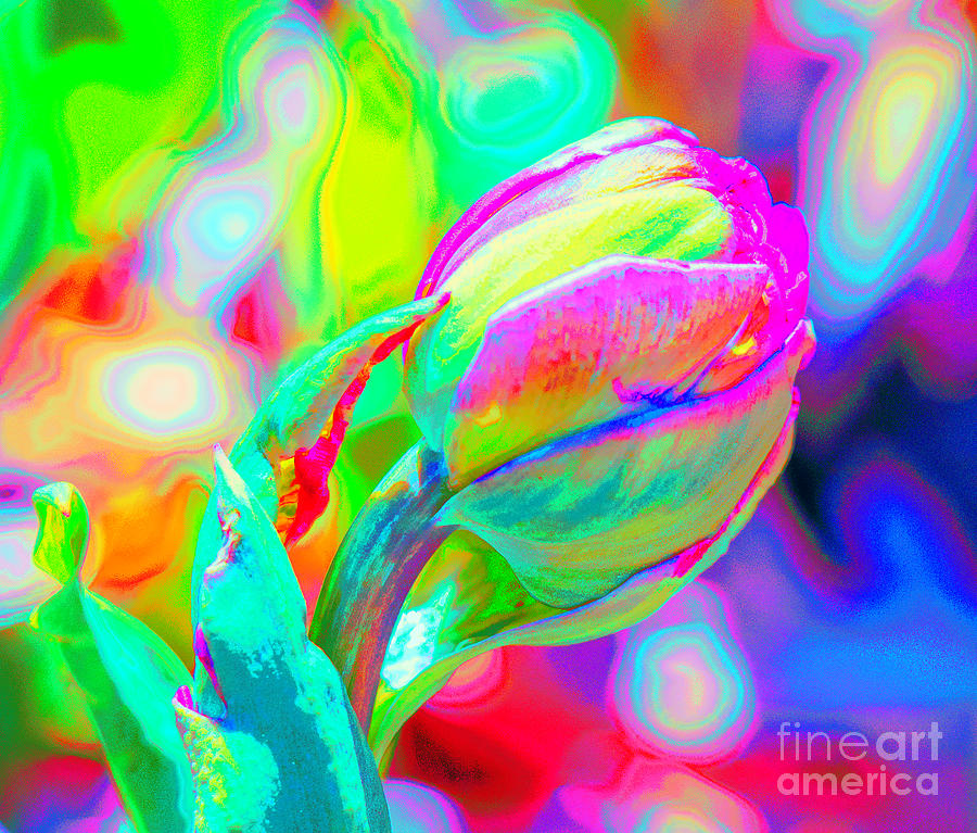 Psychedelic Tulip Photograph by Cathy Donohoue