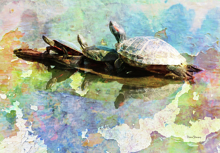 Psychedelic Turtles Photograph by Diane Stevens - Fine Art America