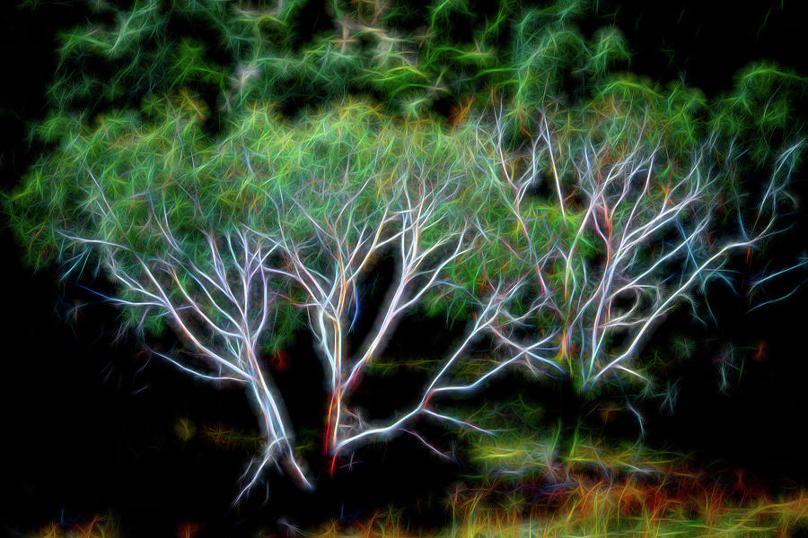 Psycho Trees Photograph by Jerry Griffin
