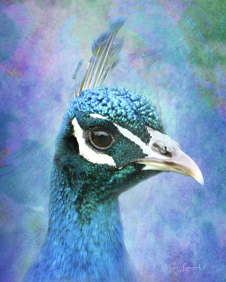 Psychodelic Peacock Photograph by Sue Leonard