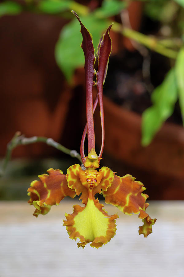 Psychopsis mariposa Mountain Orchid 10/3 Photograph