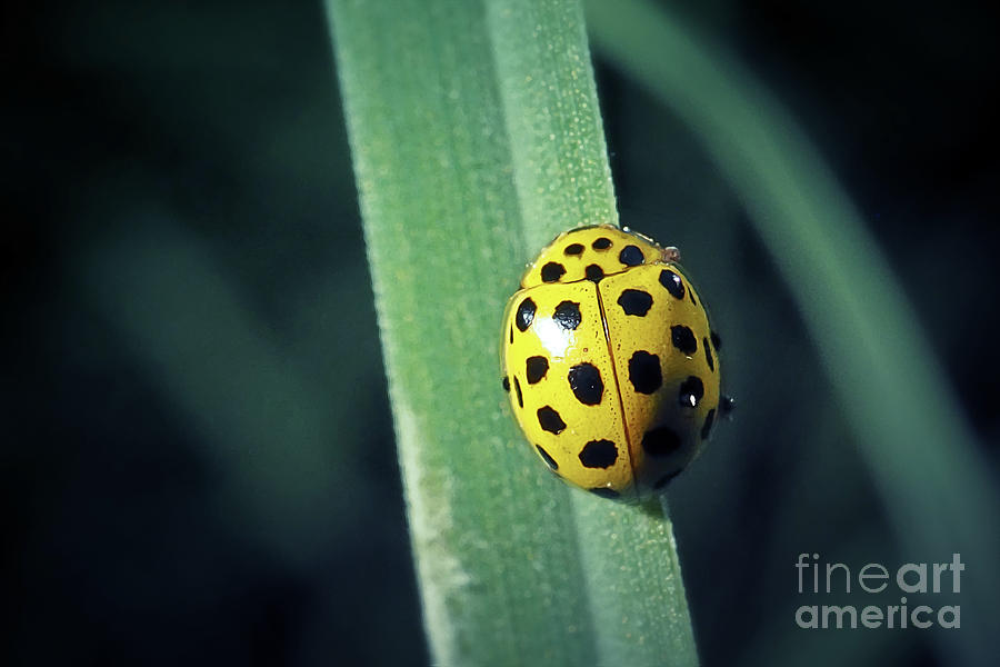 Psyllobora Vigintiduopunctata 22 Spot Ladybird Beetle Insect Photograph