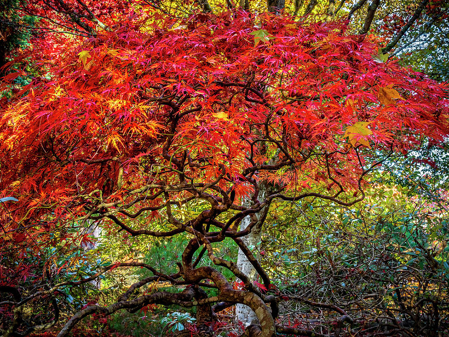 PT Defiance Japanese Maple Photograph by Rob Green