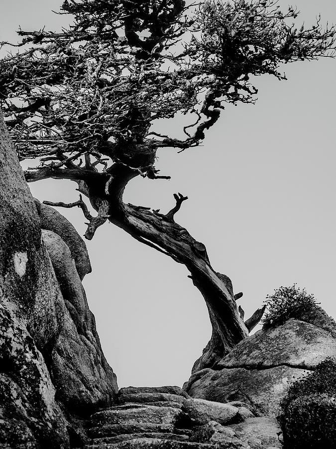Pt. Lobos Cypress Photograph by Alan Hart