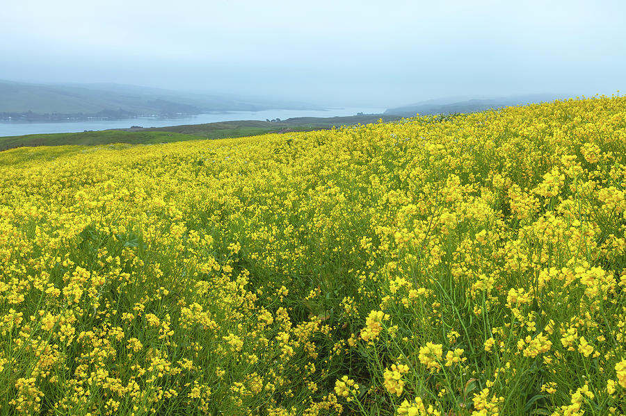 Pt Reyes Mustard Field 2 Photograph by Jonathan Nguyen