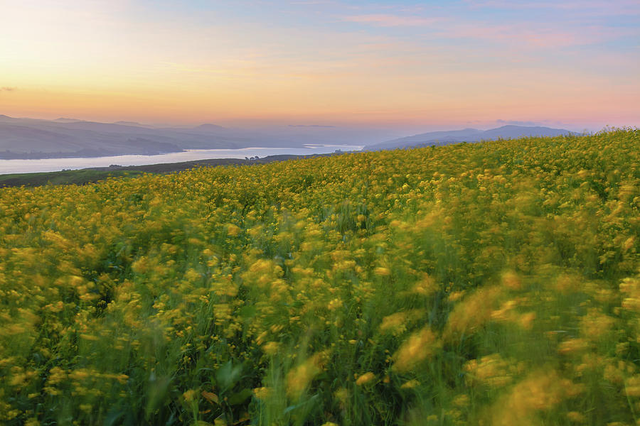 Point Reyes Mustard Field Photograph by Jonathan Nguyen