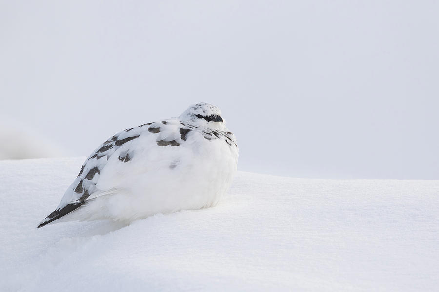 Ptarmigan In Snow Photograph by Pete Walkden