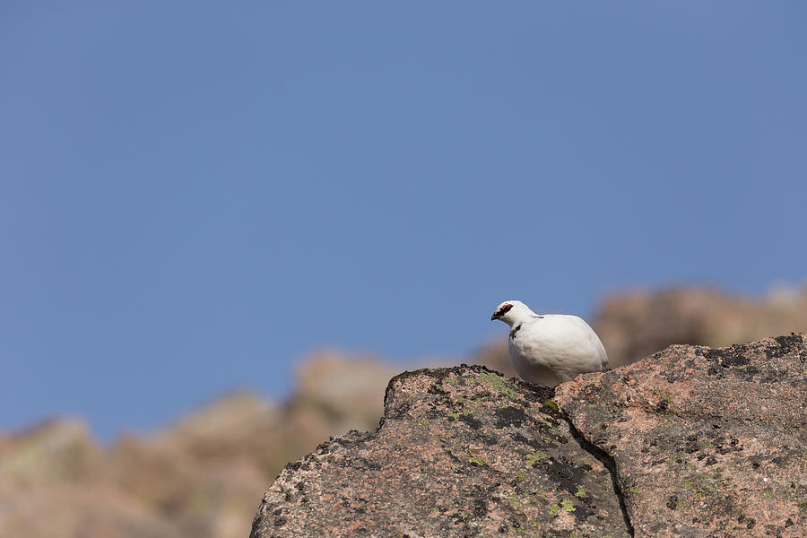 Ptarmigan Look Out Photograph by Pete Walkden