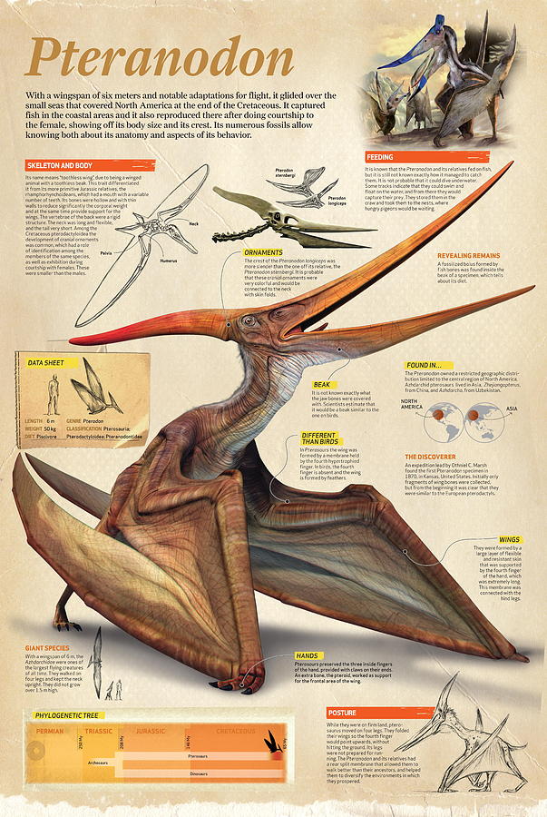 Pteranodon Digital Art by Album
