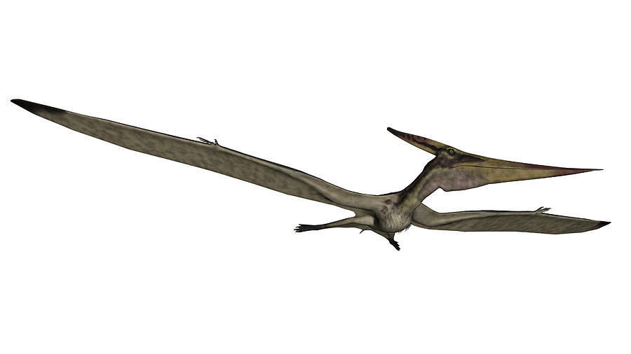 Pteranodon flying reptile, white background. Drawing by Elena Duvernay/Stocktrek Images