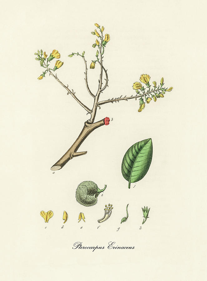 Nature Digital Art - Pterocarpus Erinaceus - Barwood - Medical Botany - Vintage Botanical Illustration - Plants and Herbs by Studio Grafiikka