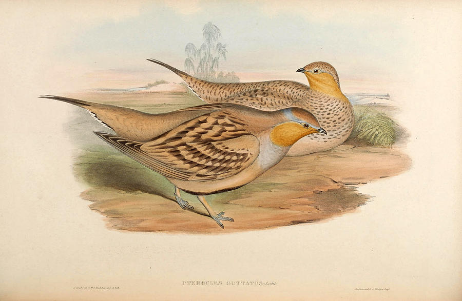 Pterocles senegallus Drawing by Henry Constantine Richter